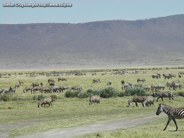 Ngorongoro - Zebras Een kudde van honderden zebra's. Stefan Cruysberghs